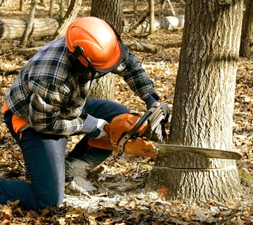 Tree Removal in Worthville, PA